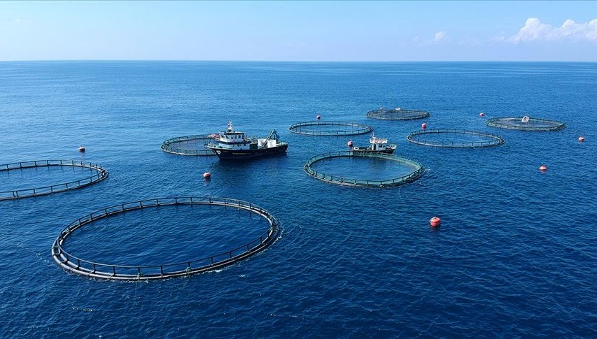 Doğu Karadeniz'den Yedi Ayda 26 Ülkeye Su Ürünleri İhracı Gerçekleşti!