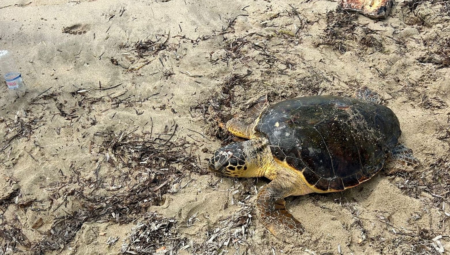 Edirne'de Yaralı Caretta Caretta'nın Kurtarılma Hikayesi