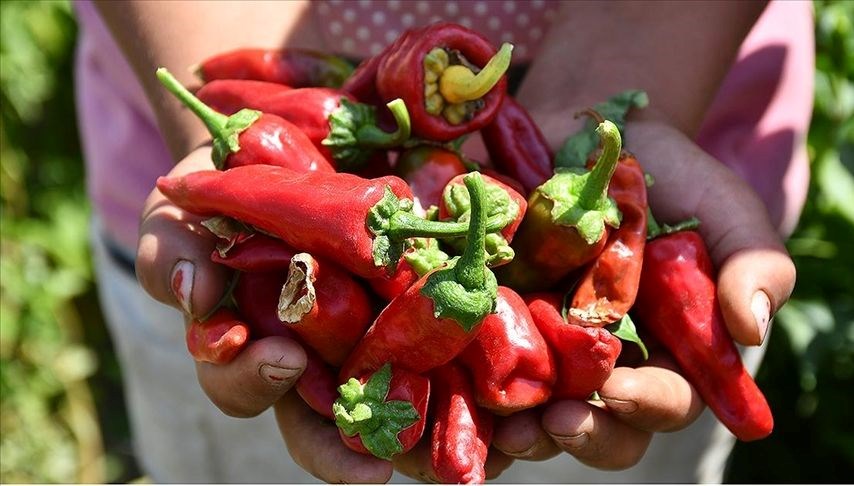 Maraş Biberi'nde Coğrafi İşaret Tescili ile Yeni Hasat Dönemi Başladı!
