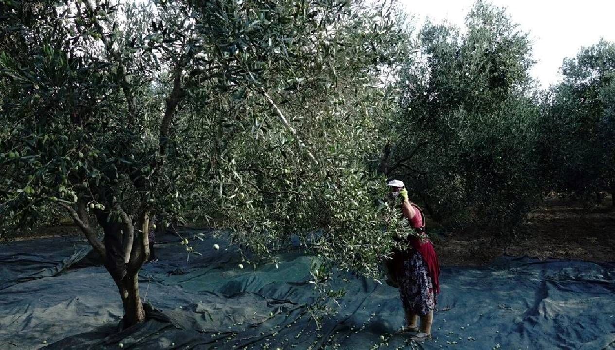 'Yok' yılının etkisi: Zeytinyağı fiyatları yükselişte!