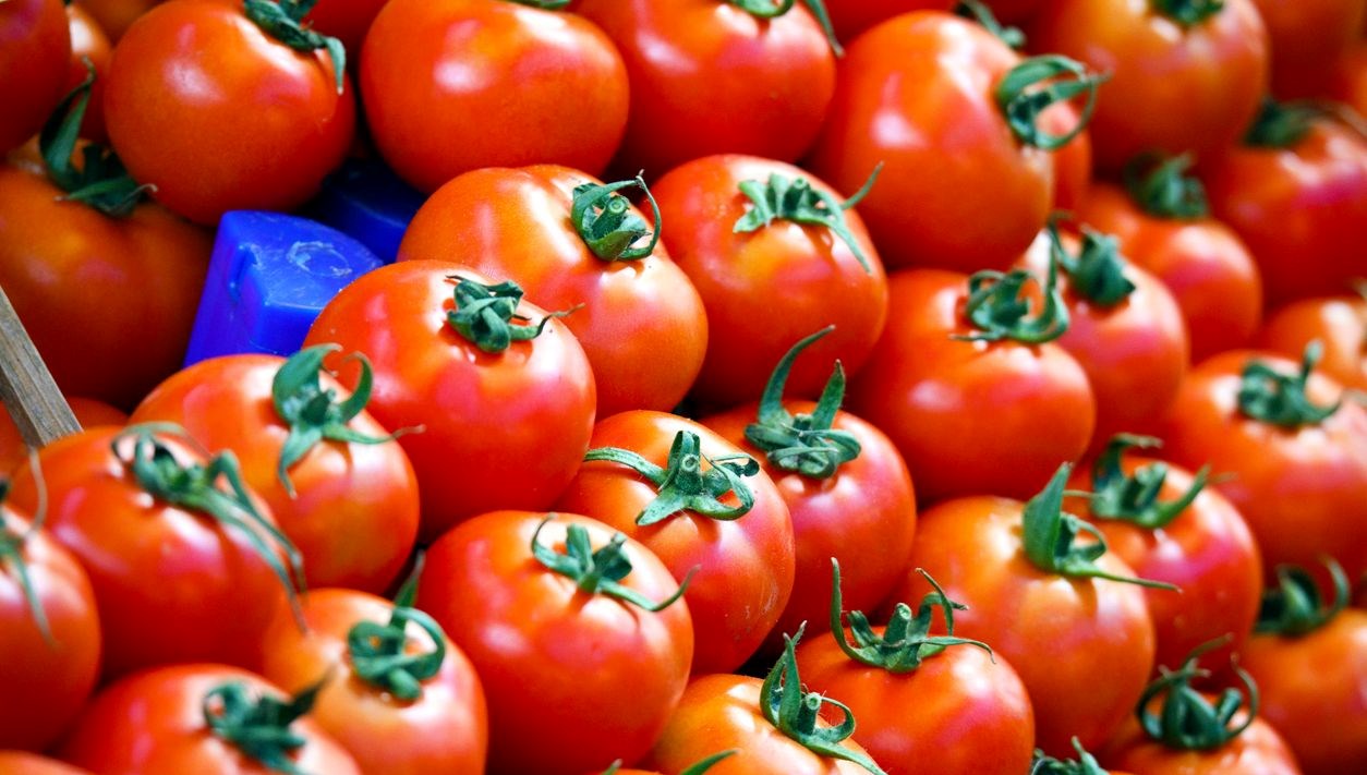 Çeri Domatesler, Salmonella Salgınının Faili mi?