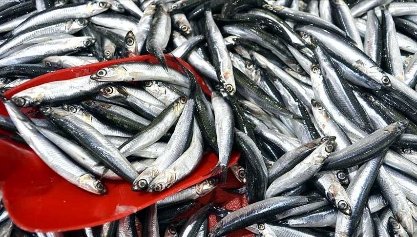 Hamsi İhracatıyla Kazancımız 9.9 Milyon Dolar!