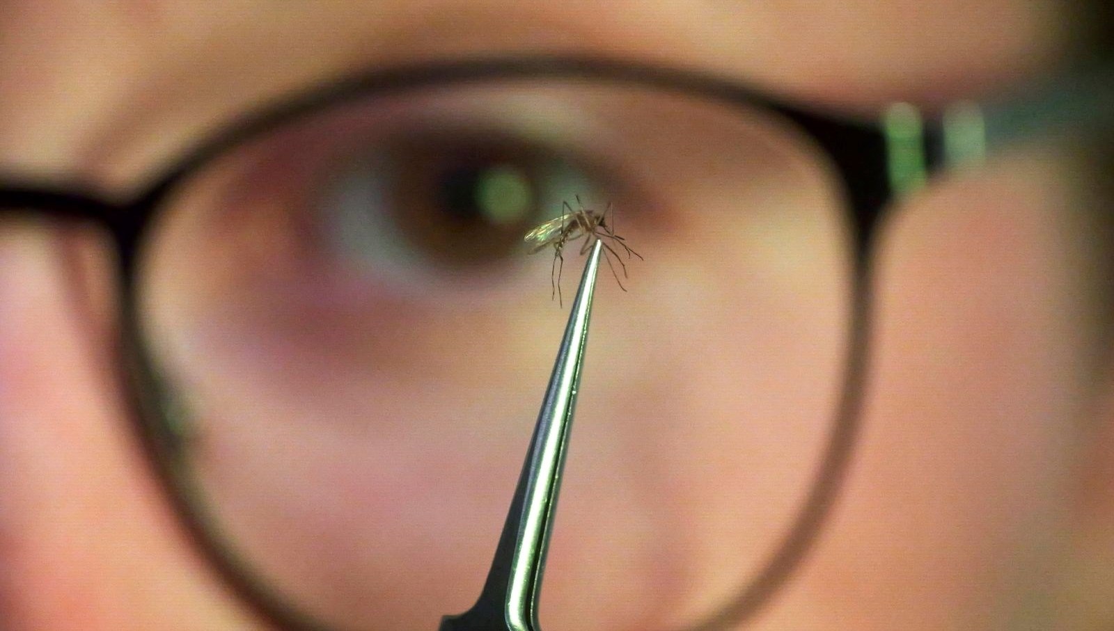 Chikungunya Tehdidi: Çin Halk Sağlığı için Acil Durum İlan Edildi