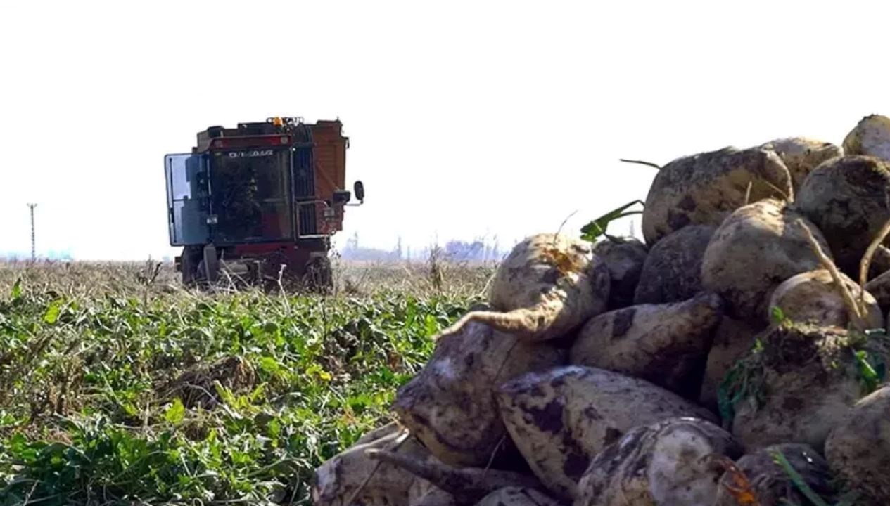 Şeker Pancarı Alım Fiyatı Açıklandı!