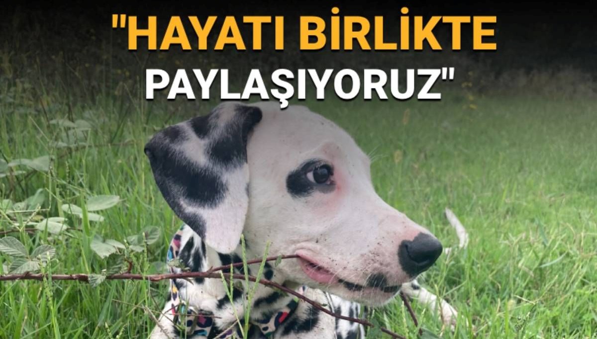 Hayvanları Koruma Günü'nde Anlamlı Mesajlar: 