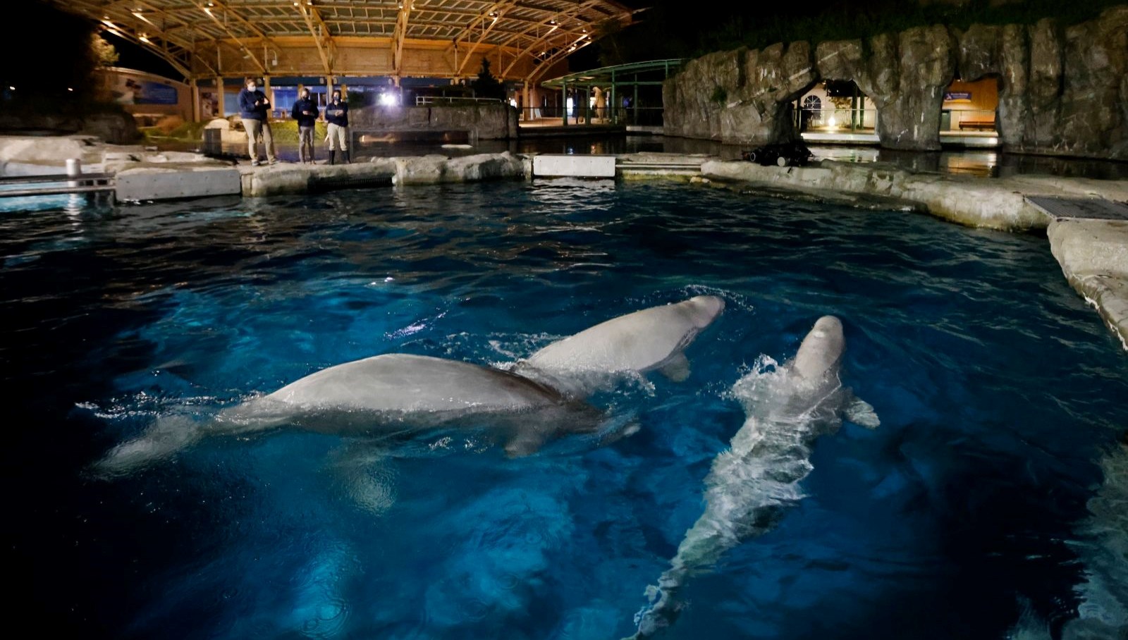 Kanada’da Tartışmalara Yol Açan Skandal: 30 Beluga Balinasının Öldürülmesi Öneriliyor!