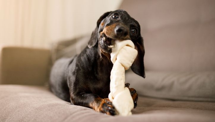 Köpeklerde Oyuncak Bağımlılığı: Kumar Oynar Gibi!