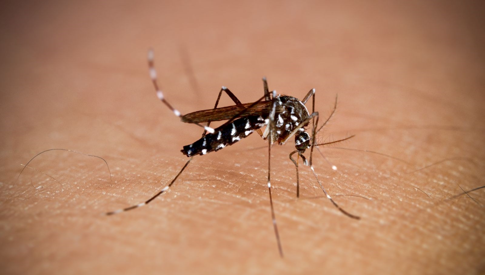 New York'ta Altı Yıl Aradan Sonra Chikungunya Alarmı!
