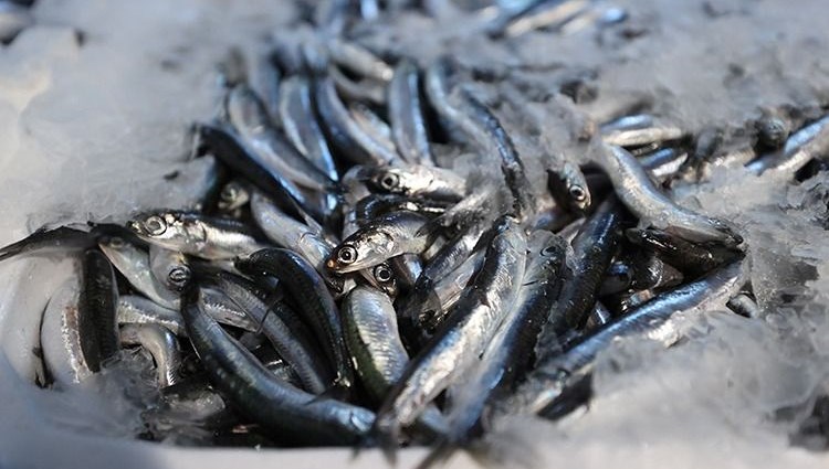 Omega-3 ve Protein Deposu: Bu Yıl Pazarlarda Kasa Kasa Nadir Bulundu, Fiyatlar Düşüşte!