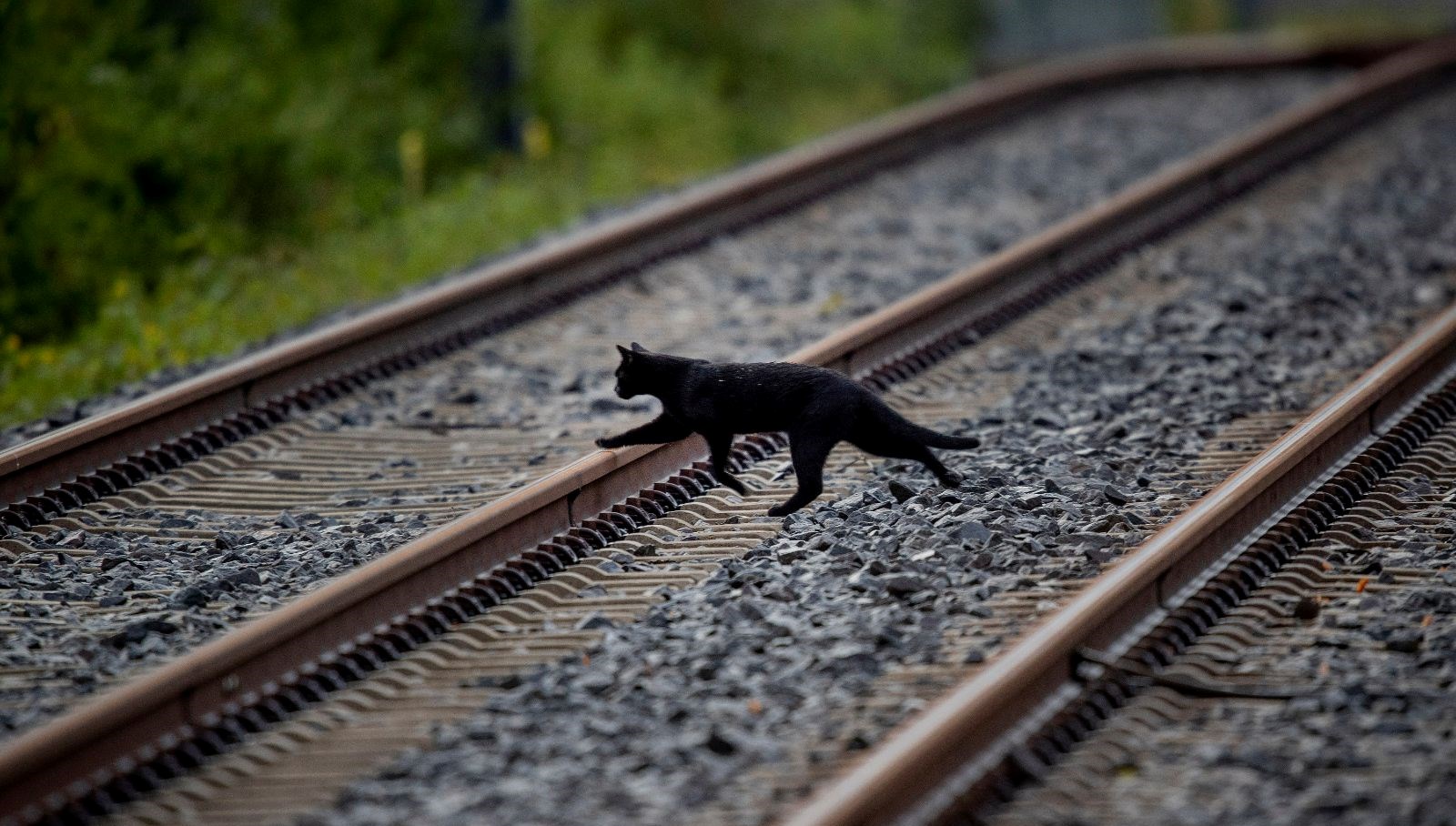 Katalonya'da Kara Kedi Krizi: Sahiplenme Yasağı Geldi!