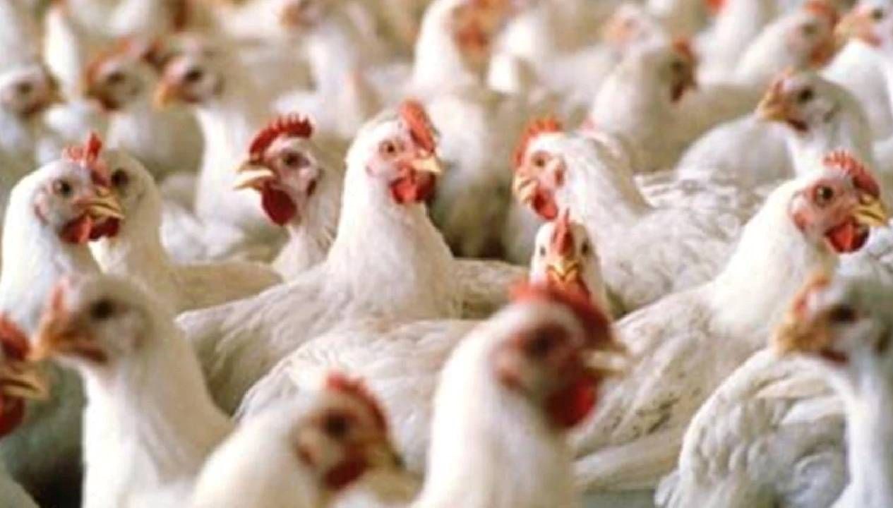 Tavuk Ayağı Diplomasi: Çin’in İlginç Stratejisi