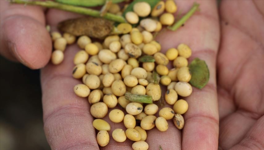 Çin'in ABD'ye Yönelik Soya Fasulyesi Tepkisi: 8 Yılın Ardından Gelen İlk Adım!