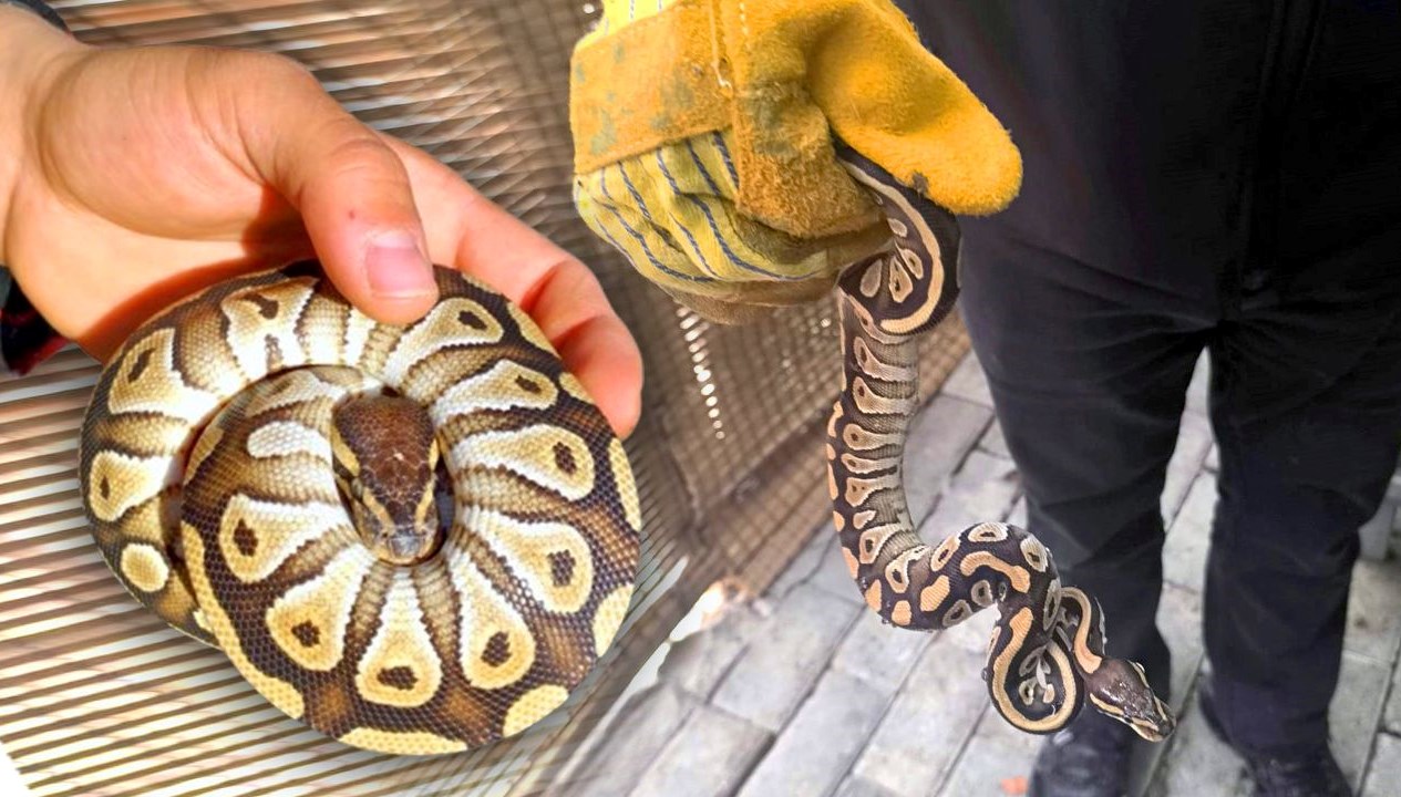 Beklenmedik bir olay: Asayiş uygulamasında cebinden piton fırladı!