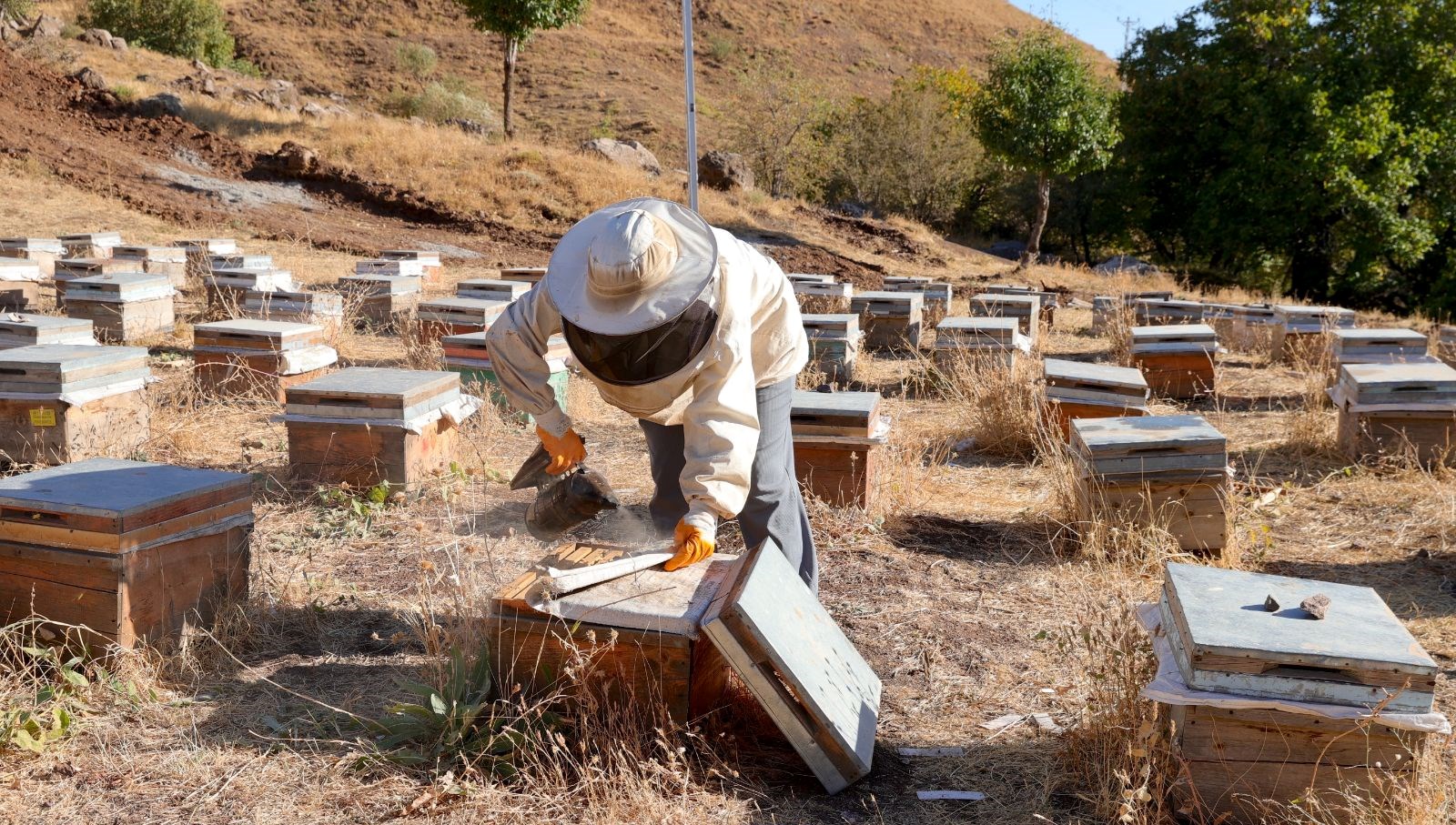 Kente Veda Eden Tarımcı: Bu Yıl 1 Ton Verim Elde Etti!