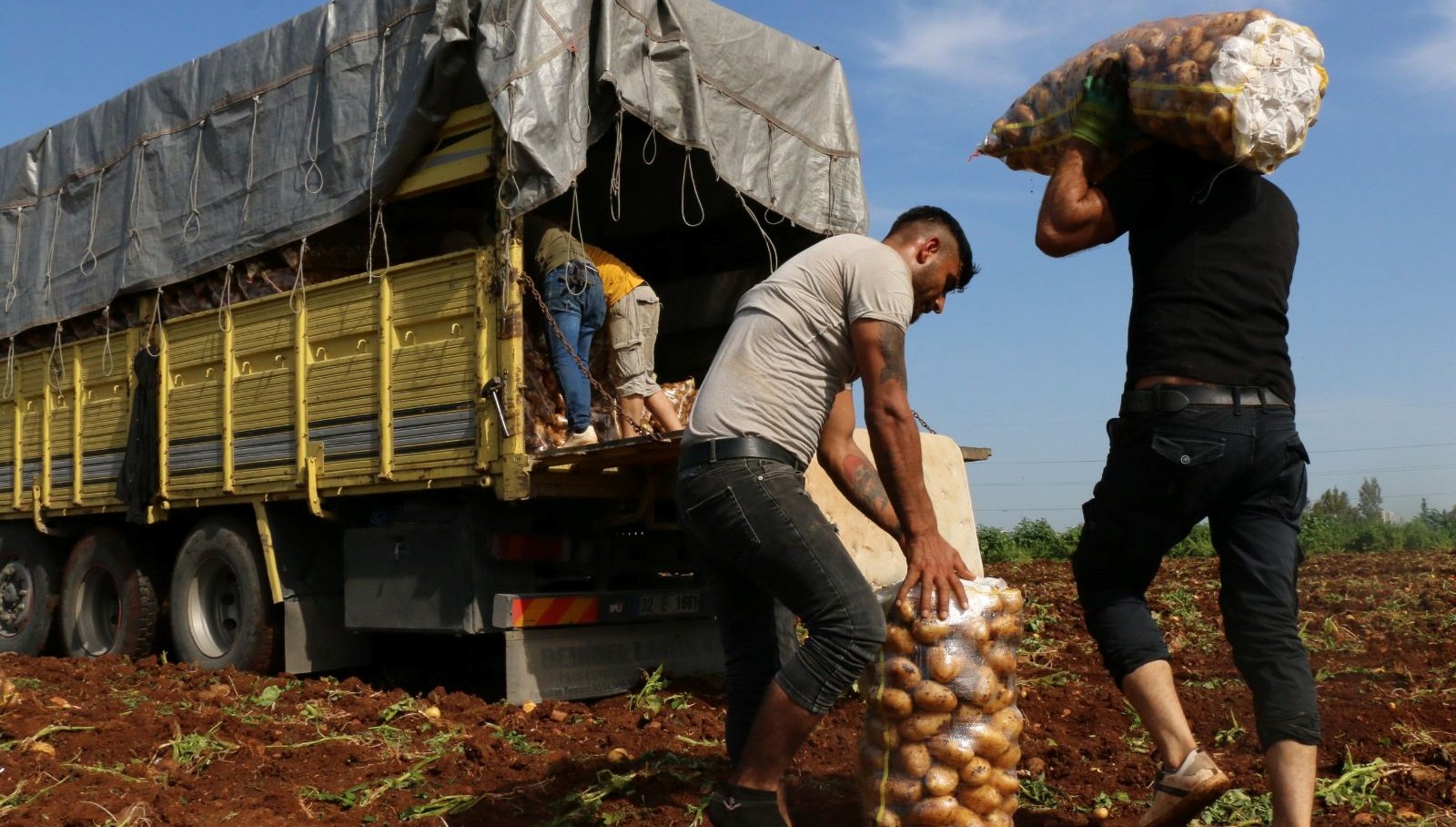 Sosyal Medya Yüzünden Patatesler Cebinde: Tonlarca Ürün Ziyan Oldu!