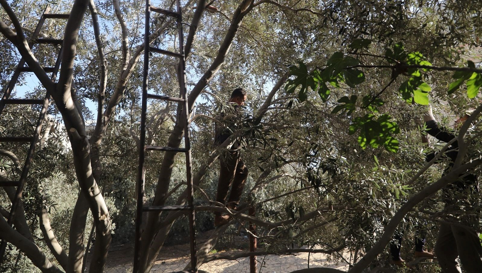 Zeytin Ağaçlarına Saldıran İsrailli Yerleşimcilerin Çirkin Yüzü!
