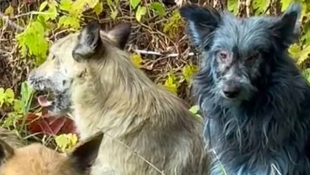 Çernobil'de Gizemli Mavi Köpekler: Bilim Dünyası Endişeli!