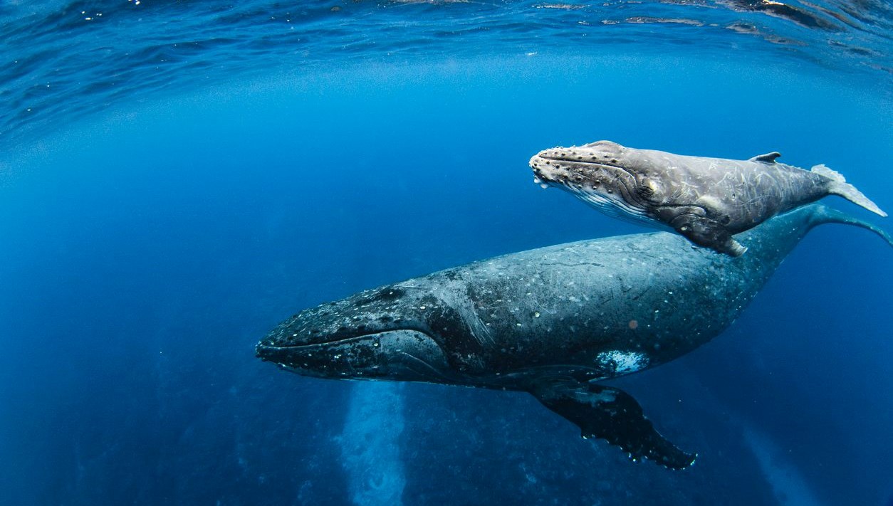 Balinadan İlhamla: Ölümsüzlüğün Sırrı Keşfedildi!