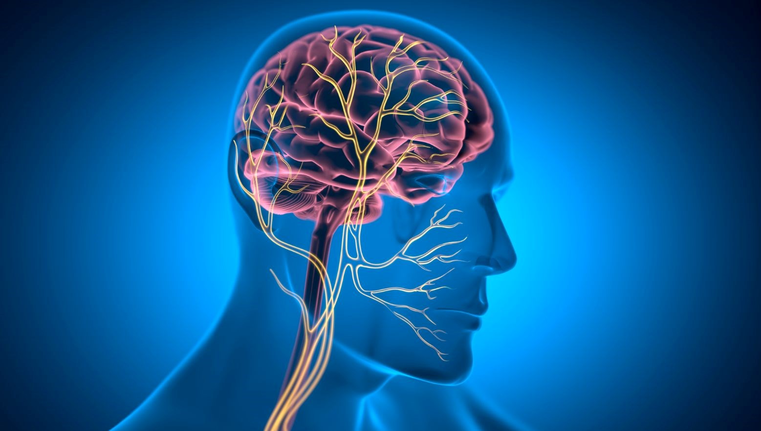 Vagus Siniri: Zihinsel ve Fiziksel Sağlığın Kesişme Noktası