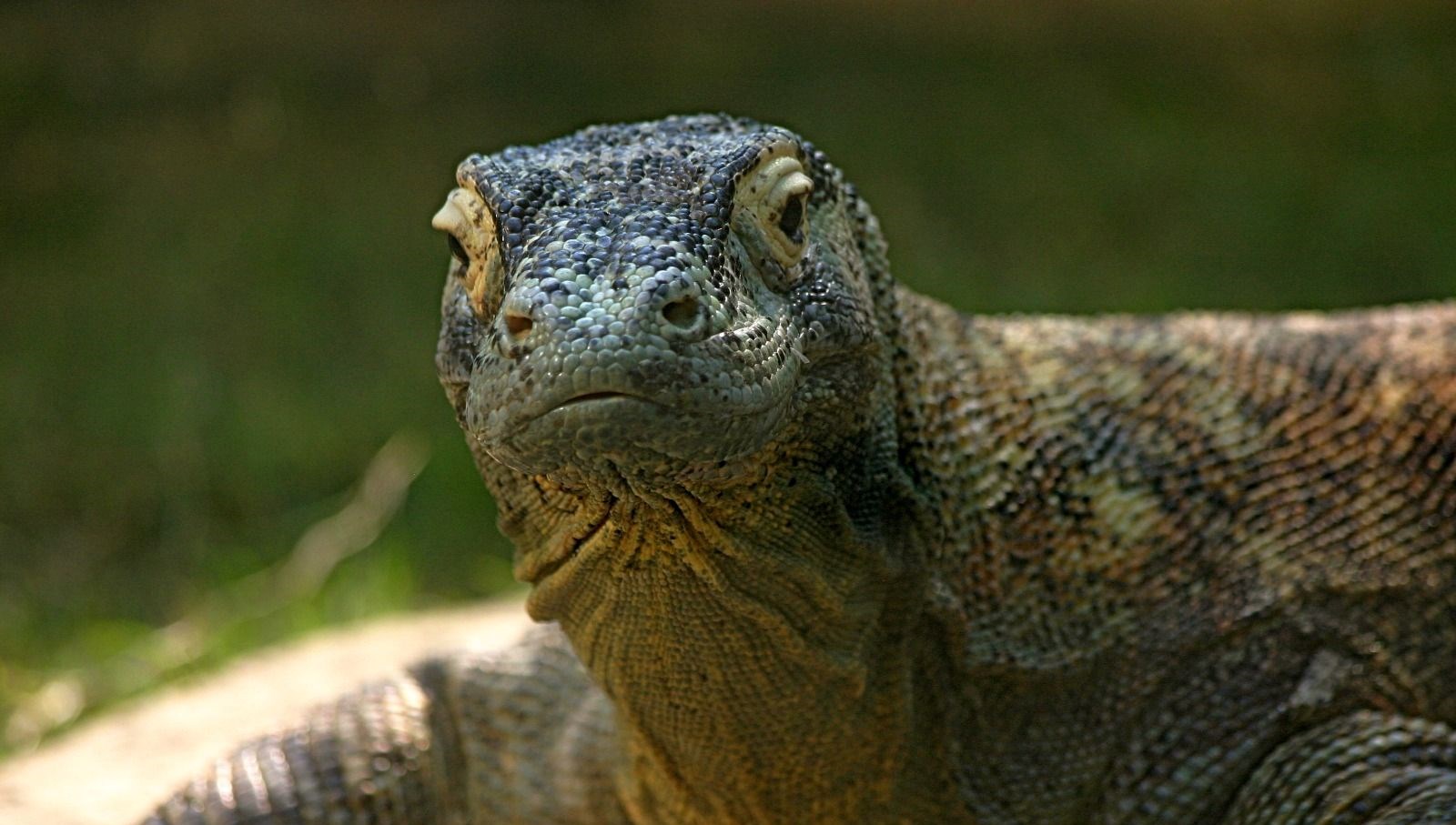 Selanik’te devasa “ejderha” keşfi!