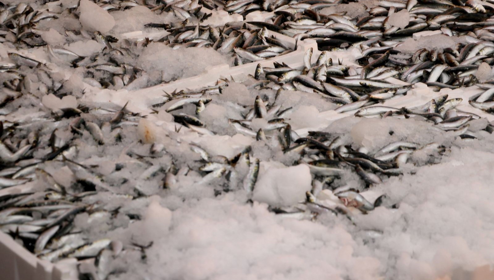 Hamsi ve Sardalya Zamanı: Balıkçıların Sevinci Tazeleniyor!